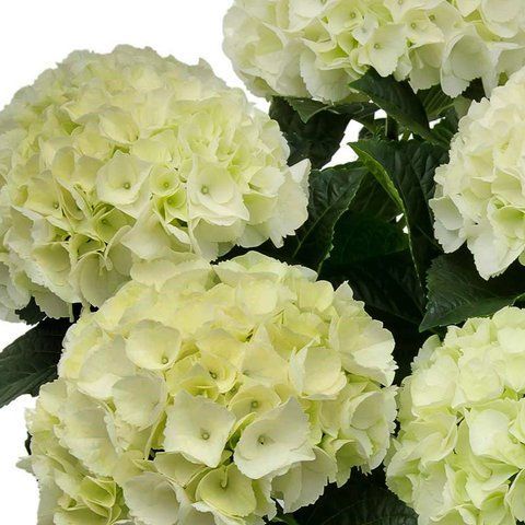 №151 Колір: біла (макрофіла)