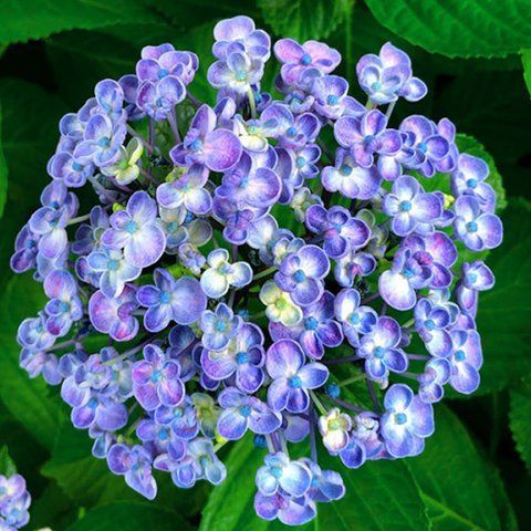 №136 Колір: рожева / синя (макрофіла)
