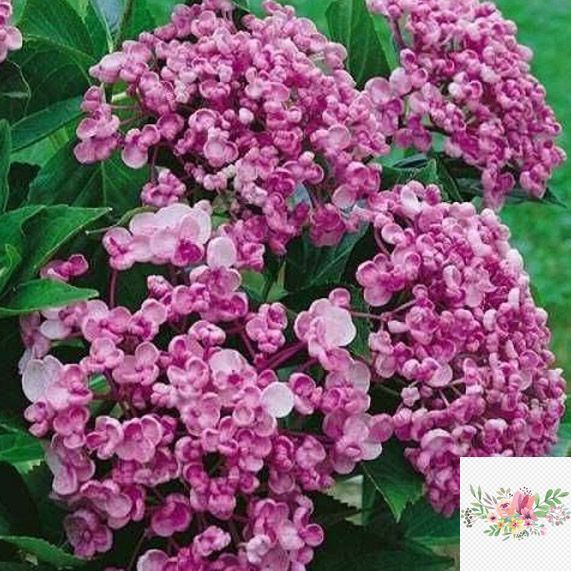 №136 Колір: рожева / синя (макрофіла)