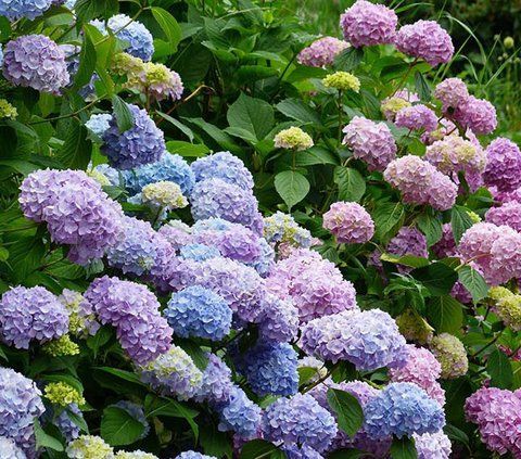 №105 Колір: рожева / блакитна (макрофіла)