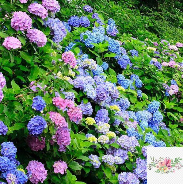 №155 Колір: рожева / блакитна (макрофіла)