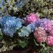 Гортензія Хамелеон (Hydrangea macrophylla)