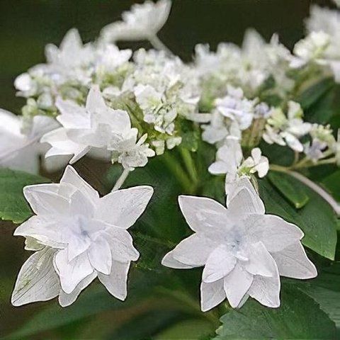 №161 Колір: біла махрова (макрофіла)