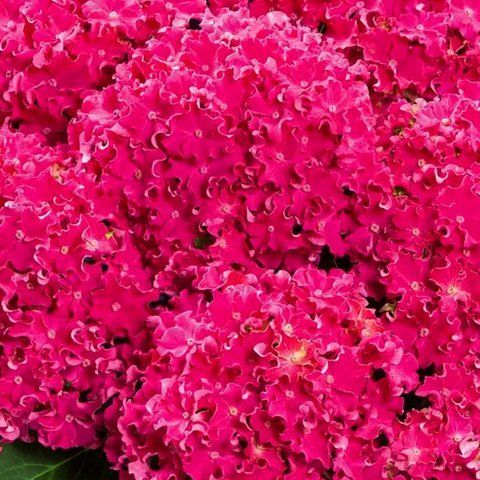 №112  Колір: насичено-малинова (макрофіла)