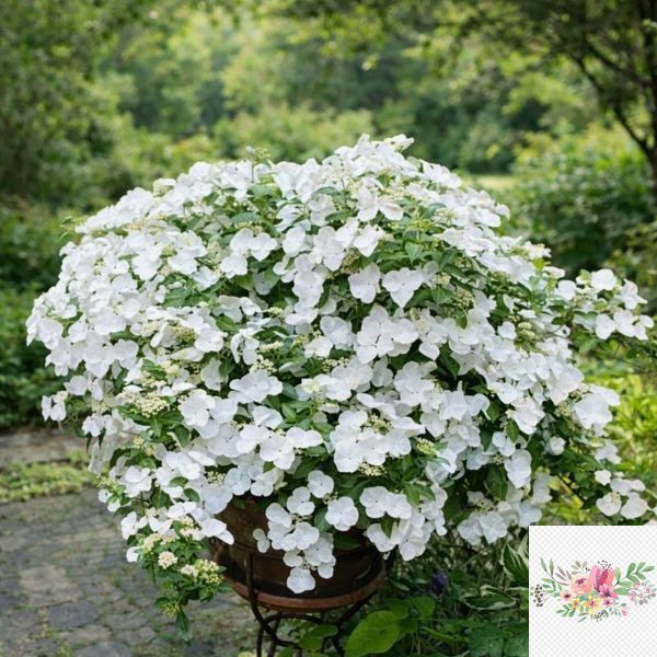 Гортензія широколиста  Ампельна біла (Hydrangea macrophylla)