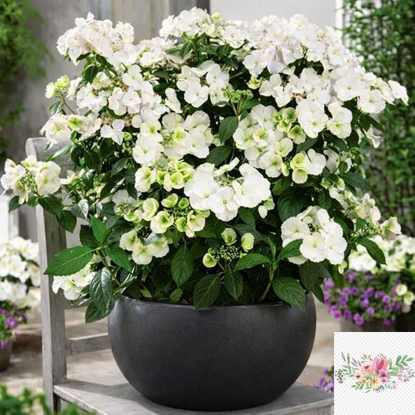 Гортензія широколиста  Ампельна біла (Hydrangea macrophylla)