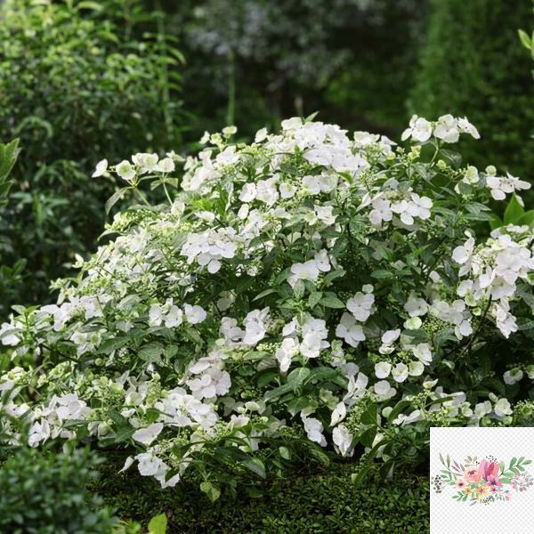 Гортензія широколиста  Ампельна біла (Hydrangea macrophylla)