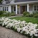 Гортензія широколиста  Ампельна біла (Hydrangea macrophylla)