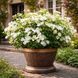 Гортензія широколиста  Ампельна біла (Hydrangea macrophylla)