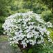 Гортензія широколиста  Ампельна біла (Hydrangea macrophylla)