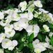 Гортензія широколиста  Ампельна біла (Hydrangea macrophylla)