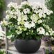 Гортензія широколиста  Ампельна біла (Hydrangea macrophylla)