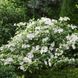Гортензія широколиста  Ампельна біла (Hydrangea macrophylla)
