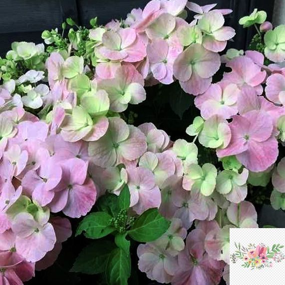 Гортензія широколиста  Ампельна рожева (Hydrangea macrophylla)