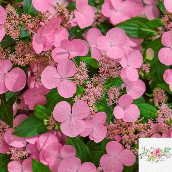 Гортензія широколиста  Ампельна рожева (Hydrangea macrophylla)