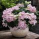 Гортензія широколиста  Ампельна рожева (Hydrangea macrophylla)