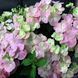 Гортензія широколиста  Ампельна рожева (Hydrangea macrophylla)