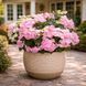 Гортензія широколиста  Ампельна рожева (Hydrangea macrophylla)