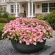 Гортензія широколиста  Ампельна рожева (Hydrangea macrophylla)