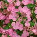 Гортензія широколиста  Ампельна рожева (Hydrangea macrophylla)