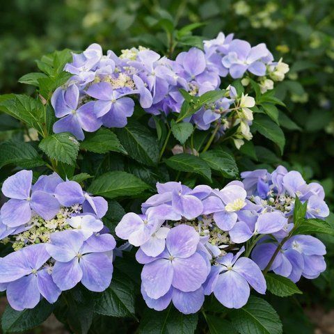 Гортензія широколиста  Ампельна блакитна (Hydrangea macrophylla)