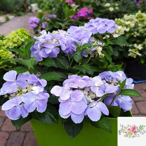 Гортензія широколиста  Ампельна блакитна (Hydrangea macrophylla)