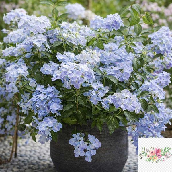 Гортензія широколиста  Ампельна блакитна (Hydrangea macrophylla)