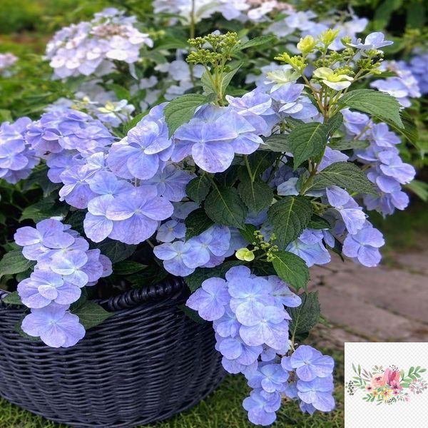 Гортензія широколиста  Ампельна блакитна (Hydrangea macrophylla)
