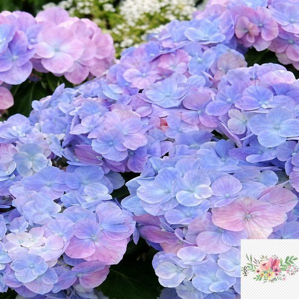 Гортензія широколиста  Ампельна блакитна (Hydrangea macrophylla)