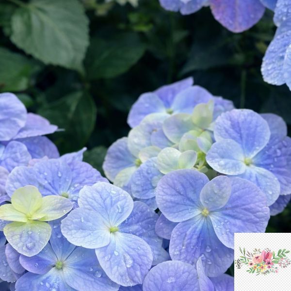 Гортензія широколиста  Ампельна блакитна (Hydrangea macrophylla)