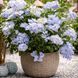 Гортензія широколиста  Ампельна блакитна (Hydrangea macrophylla)