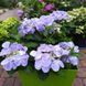 Гортензія широколиста  Ампельна блакитна (Hydrangea macrophylla)