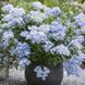 Гортензія широколиста  Ампельна блакитна (Hydrangea macrophylla)