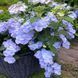Гортензія широколиста  Ампельна блакитна (Hydrangea macrophylla)