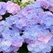 Гортензія широколиста  Ампельна блакитна (Hydrangea macrophylla)