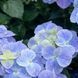 Гортензія широколиста  Ампельна блакитна (Hydrangea macrophylla)