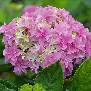 №118  Колір: рожева / лілова (макрофіла)