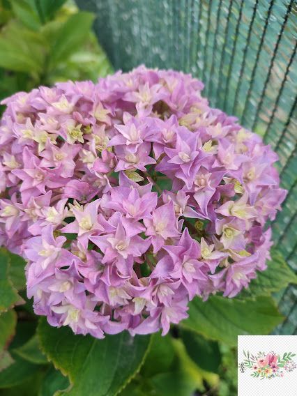 №118  Колір: рожева / лілова (макрофіла)
