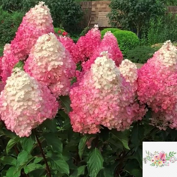 Волотиста гортензія № 1 (Hydrangea paniculata)