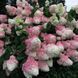Волотиста гортензія № 1 (Hydrangea paniculata)