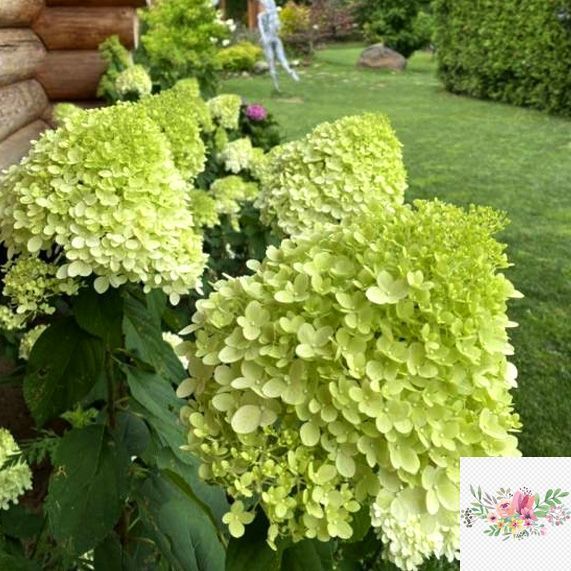 Волотиста гортензія № 2 (Hydrangea paniculata)
