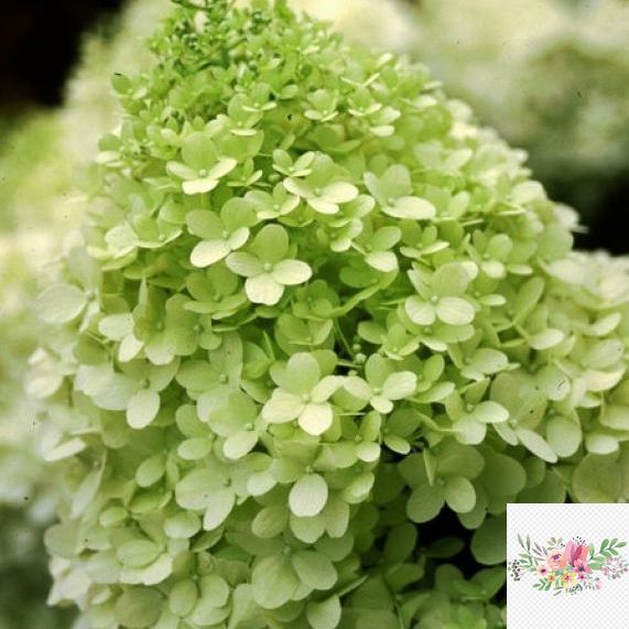 Волотиста гортензія № 2 (Hydrangea paniculata)