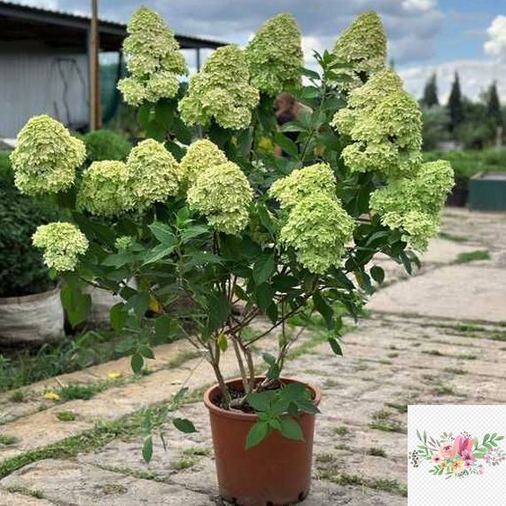 Волотиста гортензія № 2 (Hydrangea paniculata)