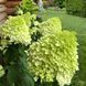 Волотиста гортензія № 2 (Hydrangea paniculata)