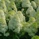 Волотиста гортензія № 2 (Hydrangea paniculata)