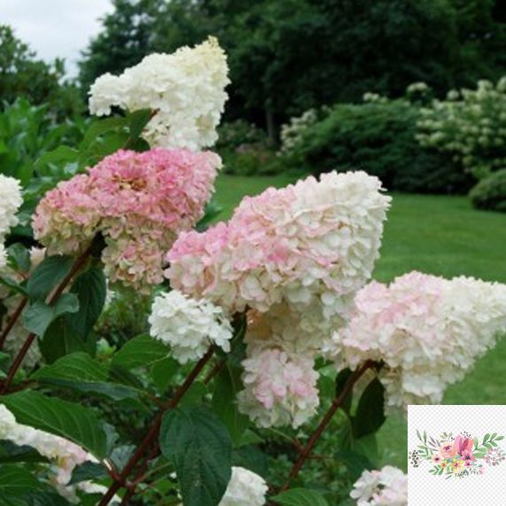 Волотиста гортензія № 3 (Hydrangea paniculata)