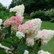 Волотиста гортензія № 3 (Hydrangea paniculata)