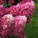 Волотиста гортензія № 3 (Hydrangea paniculata)
