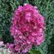 Волотиста гортензія № 3 (Hydrangea paniculata)