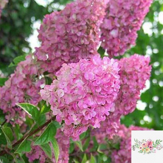 Волотиста гортензія № 7 (Hydrangea paniculata)